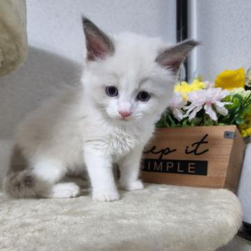 ラグドール【千葉県・男の子・2022年5月26日・ブルーポイントバイカラー】の写真「フワフワで、天使のような可愛い姿にしびれます❗」