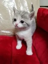 スコティッシュフォールド(立ち耳)【千葉県・女の子・2017年7月3日・ダイリュートキャリコ】の写真1