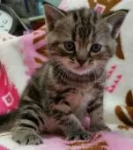 アメリカンショートヘア【千葉県・女の子・2015年5月1日・ブラウンパッチド】の写真1