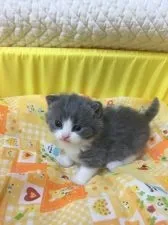 ブリティッシュショートヘア【千葉県・男の子・2016年1月24日・ブルー&ホワイト】の写真1