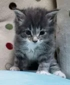 サイベリアン【千葉県・男の子・2020年3月21日・ブルータビー&ホワイト】の写真1