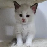 ラグドール【千葉県・男の子・2022年5月26日・ブルーポイントバイカラー】の写真1