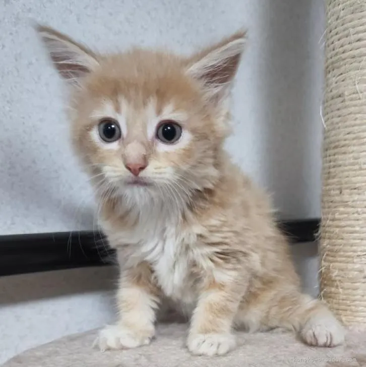 ID:2208-01222の子猫
