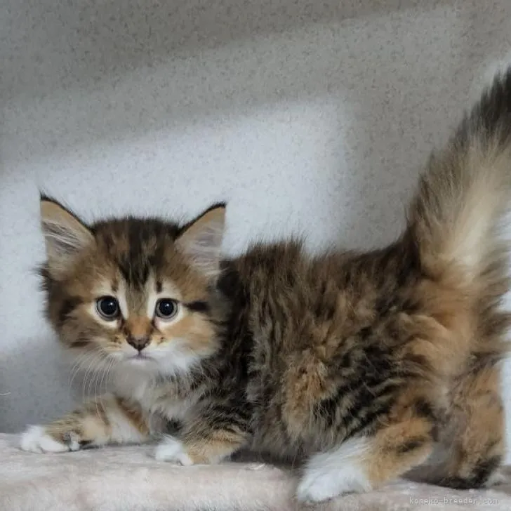 ID:2207-02289の子猫