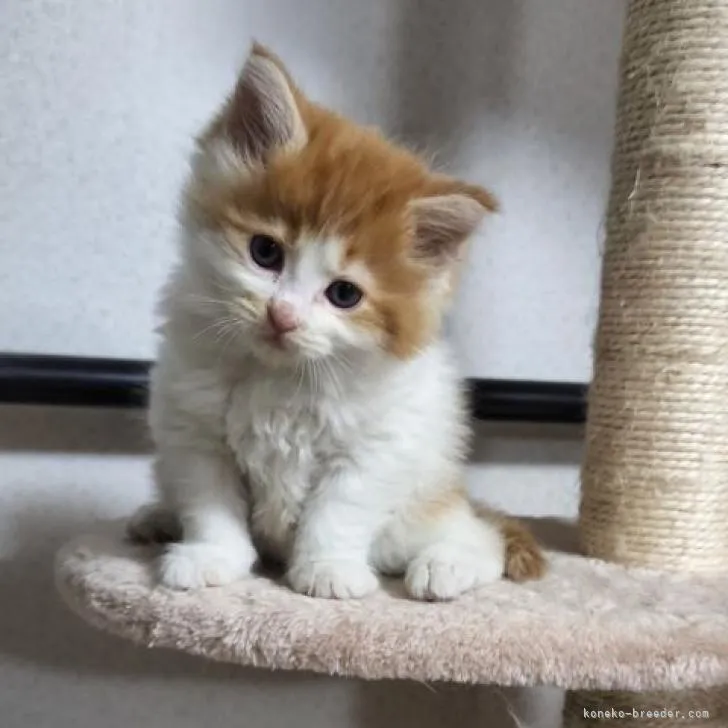 ID：2210-02485の子猫