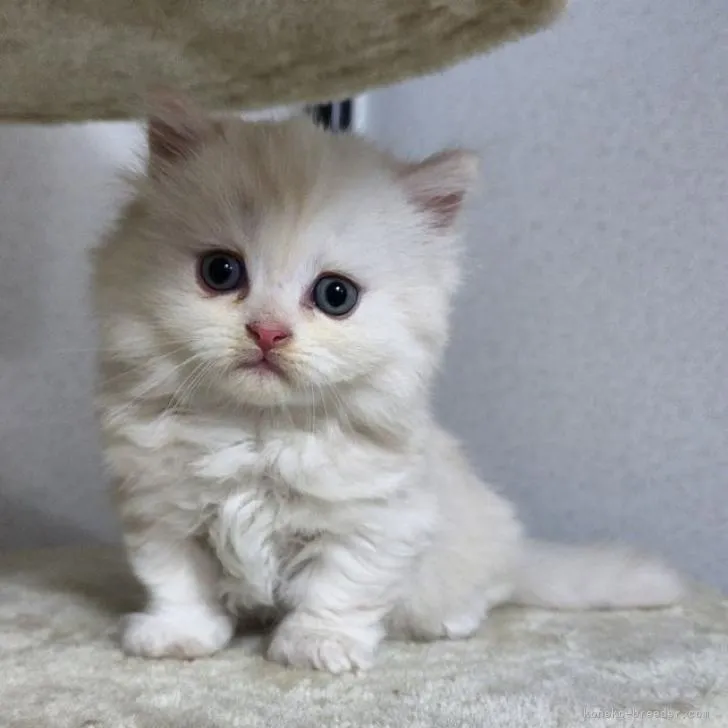 ID:2207-00346の子猫