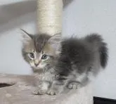 サイベリアン【千葉県・女の子・2022年6月24日・ブルータビー】の写真2