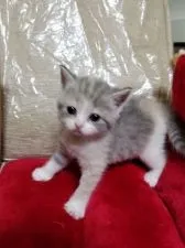 スコティッシュフォールド(立ち耳)【千葉県・女の子・2017年7月3日・ダイリュートキャリコ】の写真2