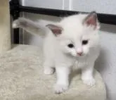 ラグドール【千葉県・男の子・2022年5月26日・ブルーポイントバイカラー】の写真2