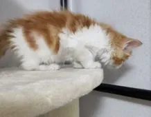 メインクーン【千葉県・男の子・2022年4月1日・レッドタビー&ホワイト】の写真2