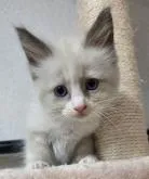 ラグドール【千葉県・女の子・2022年6月25日・ブルーポイントバイカラー】の写真2