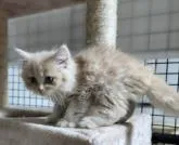 サイベリアン【千葉県・男の子・2022年8月24日・クリームタビー】の写真2