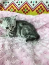 アメリカンショートヘア【千葉県・女の子・2016年3月21日・シルバーパッチドタビー】の写真3