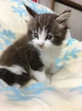 メインクーン【千葉県・男の子・2016年9月24日・ブラウンタビー&ホワイト】の写真3