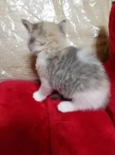 スコティッシュフォールド(立ち耳)【千葉県・女の子・2017年7月3日・ダイリュートキャリコ】の写真3