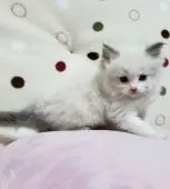 ラグドール【千葉県・男の子・2020年2月26日・ブルーポイントバイカラー】の写真3