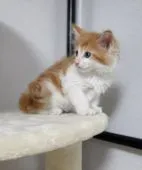 メインクーン【千葉県・男の子・2022年4月1日・レッドタビー&ホワイト】の写真3