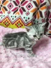 アメリカンショートヘア【千葉県・女の子・2016年3月21日・シルバーパッチドタビー】の写真4