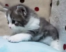 メインクーン【千葉県・男の子・2020年3月23日・ブルータビー&ホワイト】の写真5