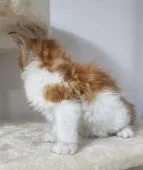 メインクーン【千葉県・男の子・2022年4月1日・レッドタビー&ホワイト】の写真5