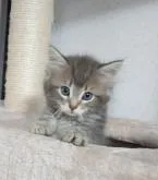 サイベリアン【千葉県・女の子・2022年6月24日・ブルータビー】の写真5