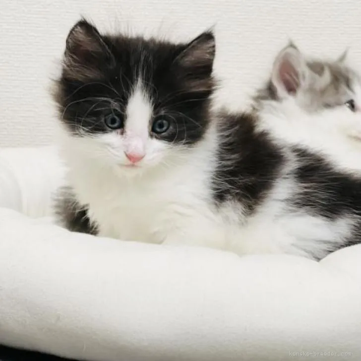 ID:2302-00292の子猫