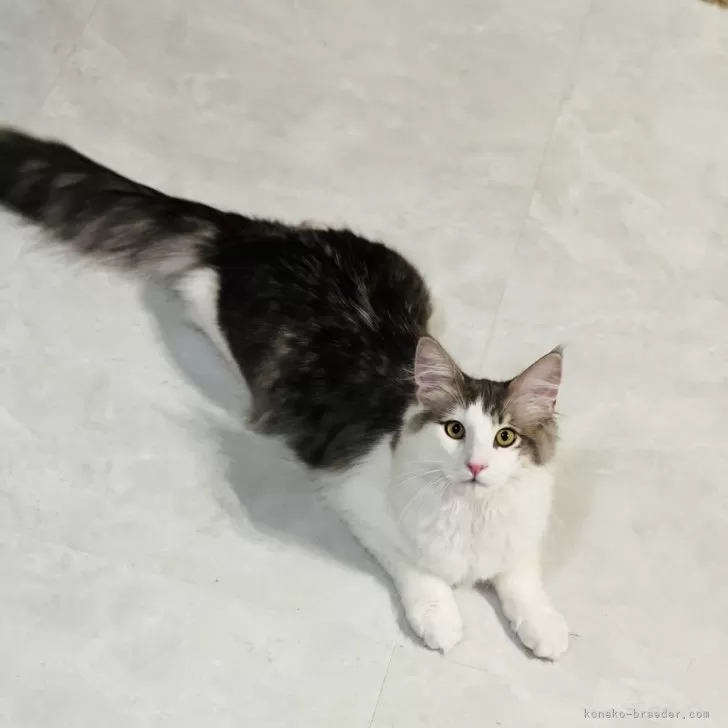 ID:2308-01243の子猫