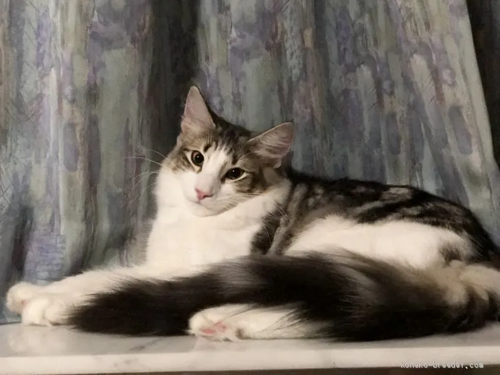 ID:1907-01779の子猫