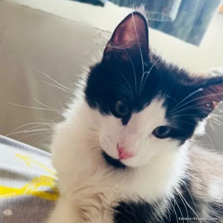 A.K 様のお迎えした子猫