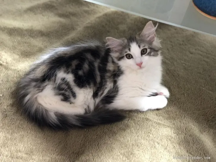 ID:1810-00872の子猫