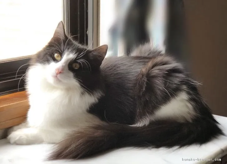 ID:1810-00273の子猫