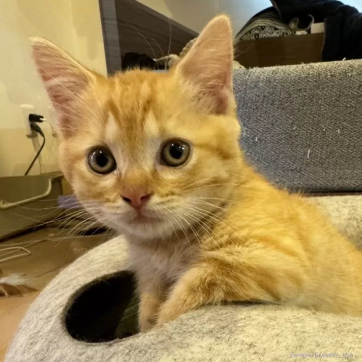 ID：2405-03695の子猫