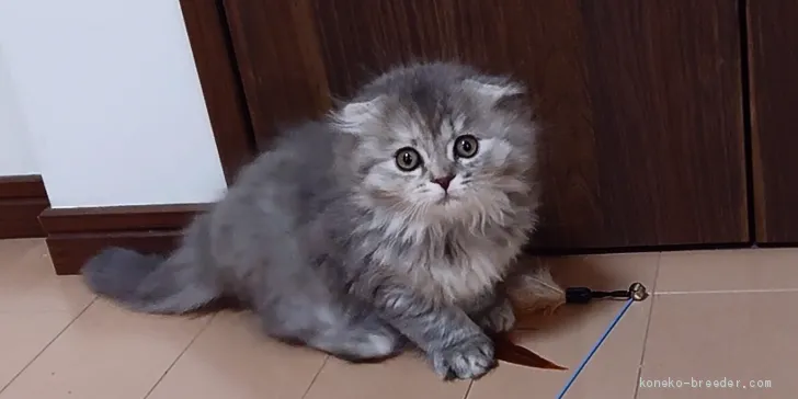 ID:2102-00706の子猫