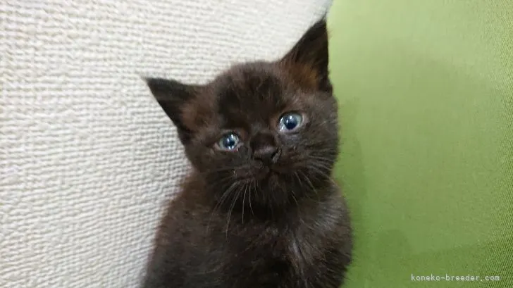 ID：2106-01402の子猫