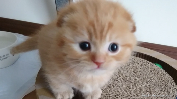 ちはる 様のお迎えした子猫