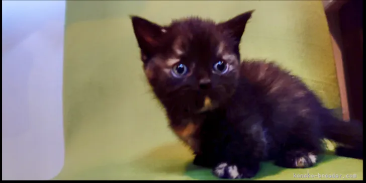 仁 様のお迎えした子猫