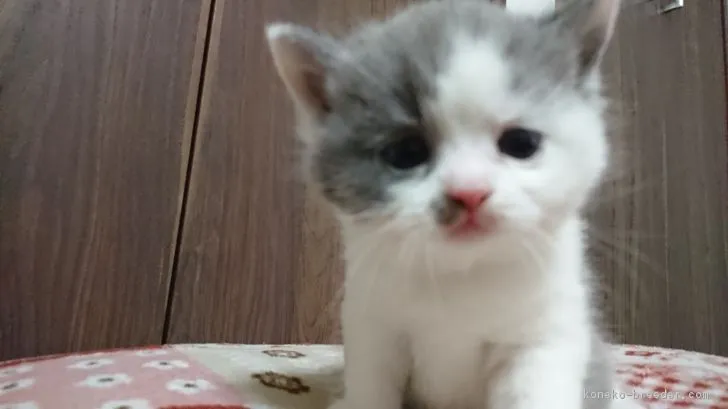 ID:1803-01257の子猫