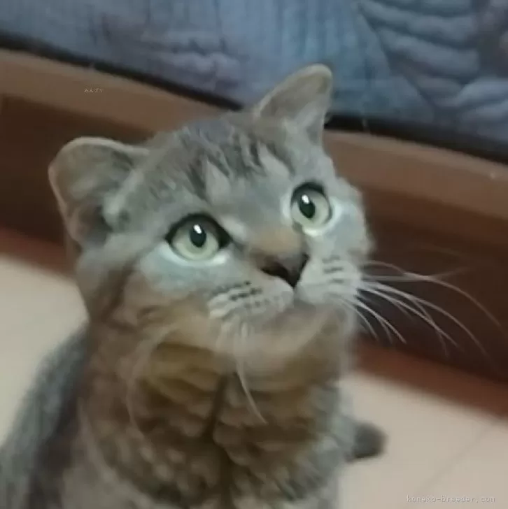 ID：2410-03081の子猫