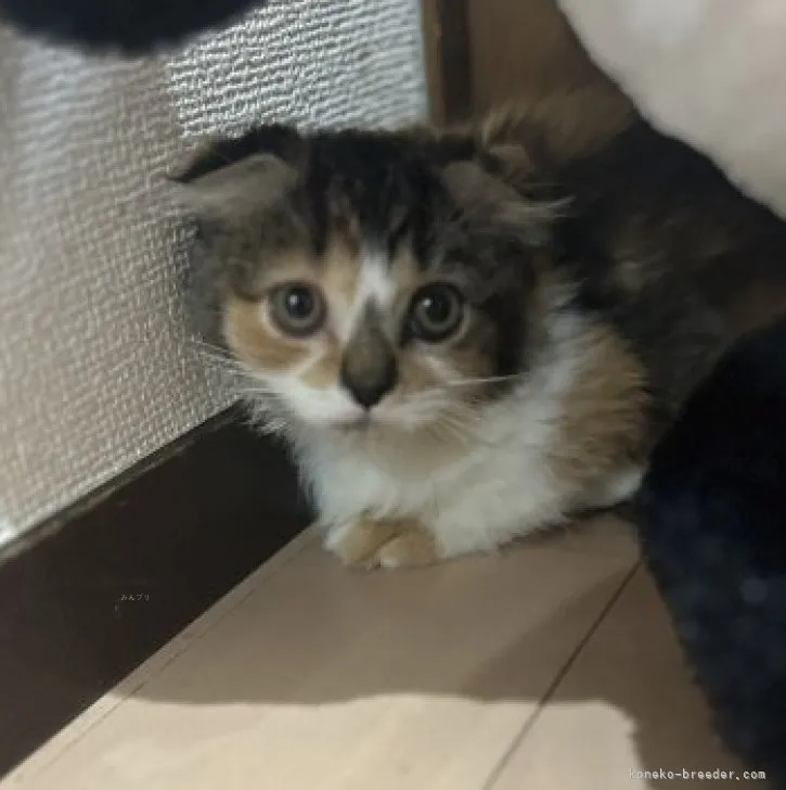 ID：2310-02671の子猫