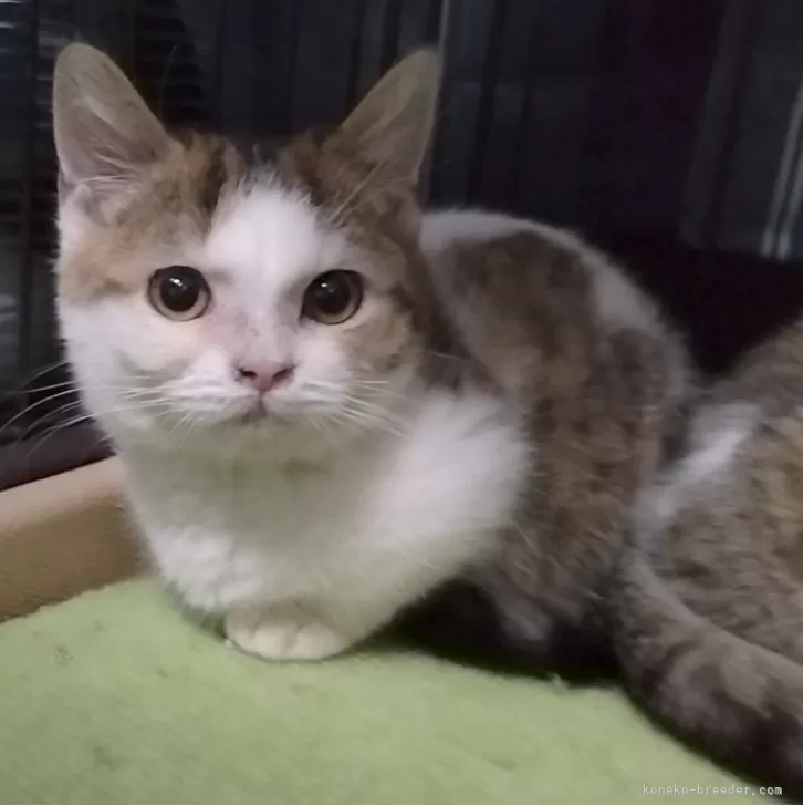 ID：2312-02121の子猫