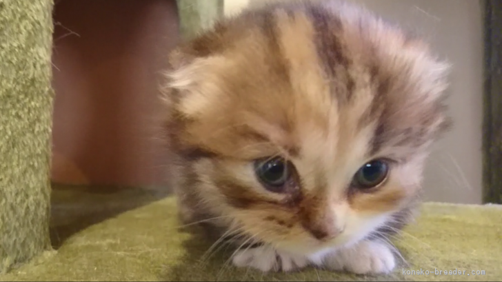 みぃ 様のお迎えした子猫