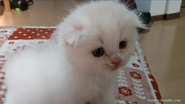 ID:1712-00420の子猫