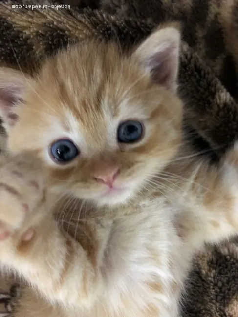 ちはる 様のお迎えした子猫