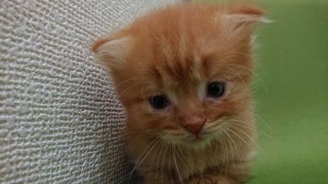 マンチカン(短足)【静岡県・男の子・2021年5月8日・レッドタビー】の写真「男の子です」