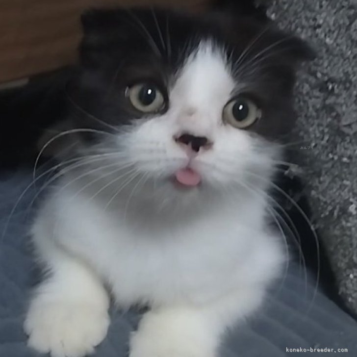 Y.H 様のお迎えした子猫