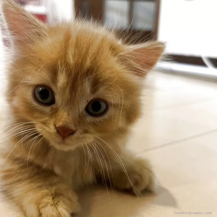 むー 様のお迎えした子猫