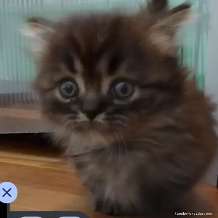 ID：2511-01742の子猫