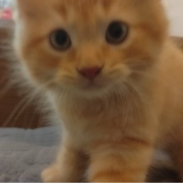 マンチカン(長足)【静岡県・男の子・2025年5月30日・レッドタビー】の写真「人懐っこいく遊んでくれます」
