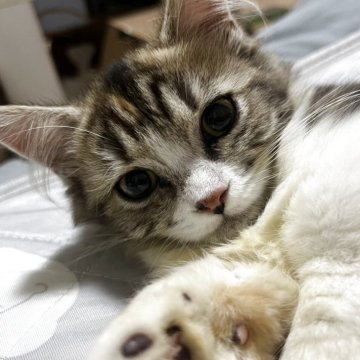 マンチカン(短足)【静岡県・女の子・2025年4月17日・キャリコ】の写真「しつけバッチリ」