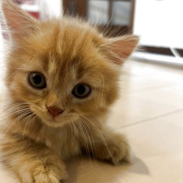 マンチカン(短足)【静岡県・男の子・2025年5月30日・レッドタビー】の写真「短足です」